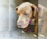 Small American Pit Bull Terrier-Vizsla Mix
