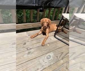 Vizsla Puppy for sale in LAWRENCEVILLE, GA, USA