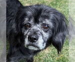 Small #15 Cocker Spaniel Mix