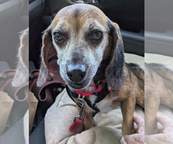 Medium Photo #6 Beagle Puppy For Sale in Dunnellon, FL, USA