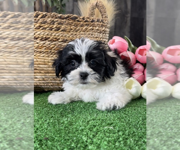 Medium Photo #5 La-Chon Puppy For Sale in CANOGA, NY, USA
