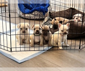 French Bulldog Puppy for sale in SANTA BARBARA, CA, USA