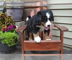 Puppy Oreo Bernese Mountain Dog