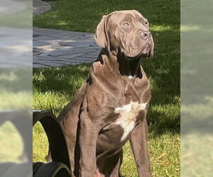 Bullmastiff-Unknown Mix Dogs for adoption in Tracy, CA, USA