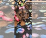 Small #5 Yorkshire Terrier