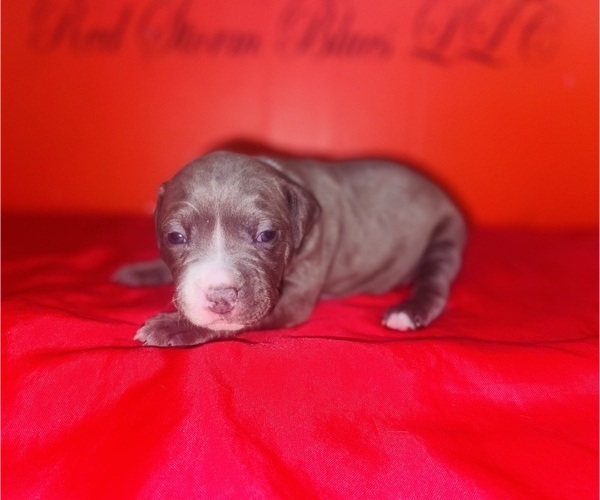 Medium Photo #23 American Pit Bull Terrier Puppy For Sale in TRENTON, NJ, USA