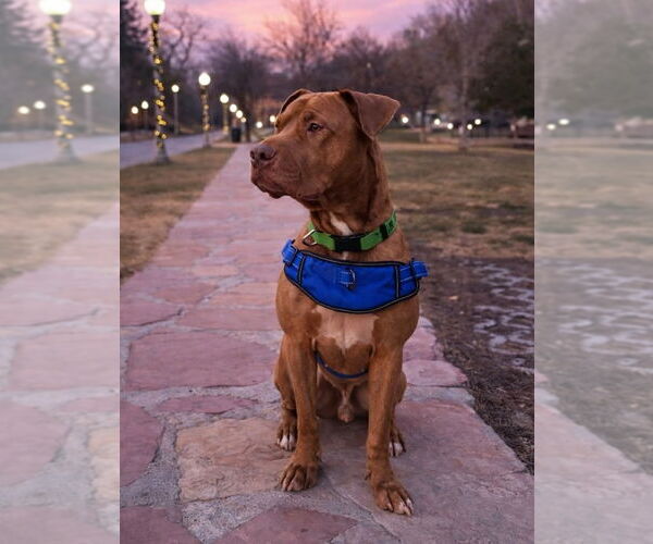 Medium Photo #6 Mutt Puppy For Sale in Salt Lake City, UT, USA