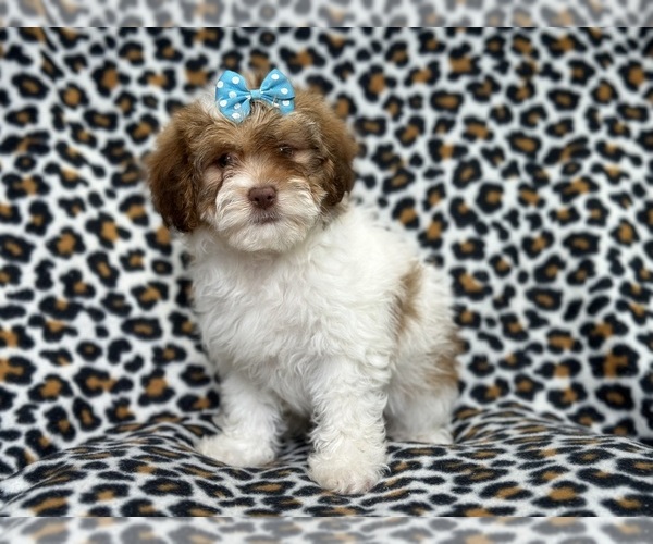 Medium Photo #4 Lhasa Apso Puppy For Sale in LAKELAND, FL, USA