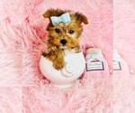 Small #6 Yorkshire Terrier