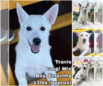 Small Pembroke Welsh Corgi Mix