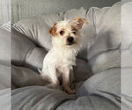 Small #1 Mutt