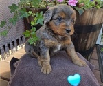 Puppy 1 Aussiedoodle