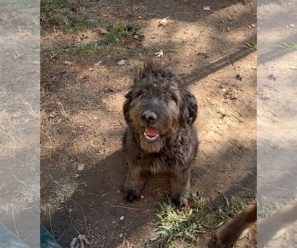 Medium Photo #2 Labradoodle Puppy For Sale in Harrison, AR, USA