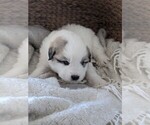 Small Photo #46 Great Pyrenees Puppy For Sale in FALCON, CO, USA