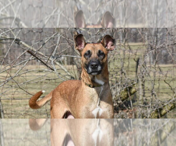 Medium Photo #5 Mutt Puppy For Sale in Spring Lake, NJ, USA