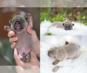 French Bulldog Puppy for sale in ROANOKE, IL, USA