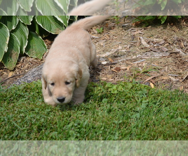 Medium Photo #18 Golden Retriever Puppy For Sale in GREENWOOD, WI, USA