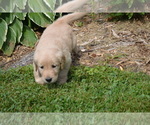 Small Photo #18 Golden Retriever Puppy For Sale in GREENWOOD, WI, USA