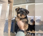Small #1 Yorkshire Terrier