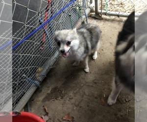 Pomsky Puppy for sale in HOT SPRINGS NATIONAL PARK, AR, USA
