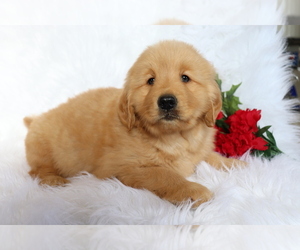 Golden Retriever Puppy for sale in SHILOH, OH, USA