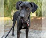 Small #2 German Shorthaired Lab