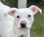 Small #3 American Bulldog Mix
