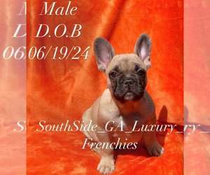 French Bulldog Puppy for Sale in MCDONOUGH, Georgia USA