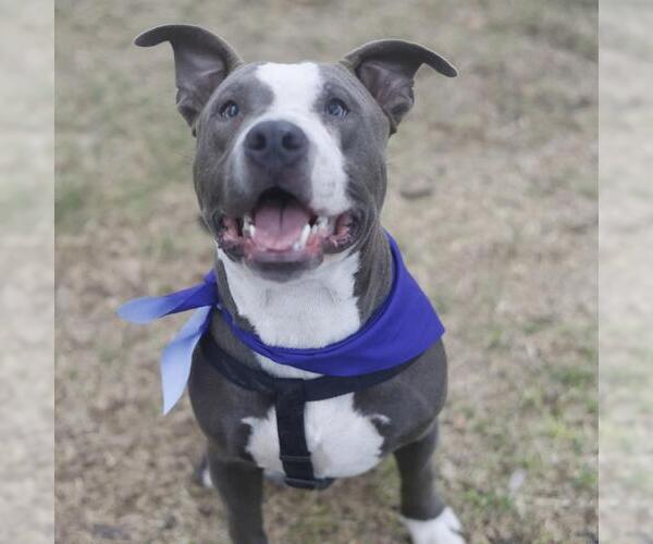 Medium Photo #1 American Staffordshire Terrier-Unknown Mix Puppy For Sale in San Antonio, TX, USA