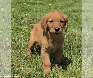 Golden Retriever Puppy for sale in RIGA, MI, USA
