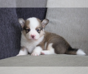 Medium Pembroke Welsh Corgi