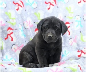 Labrador Retriever Puppy for sale in FREDERICKSBG, OH, USA