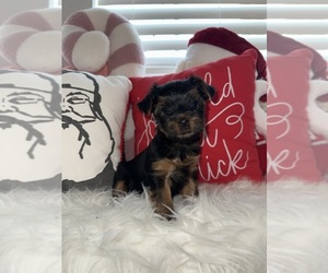 Yorkshire Terrier Puppy for sale in RIALTO, CA, USA