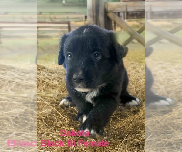 Medium Photo #4 Australian Shepherd Puppy For Sale in WILLIAMS, AZ, USA