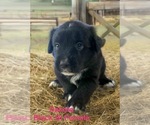 Small #3 Australian Shepherd
