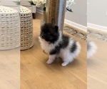 Small #5 Pomeranian