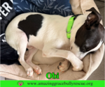 Small #9 Jack Russell Terrier Mix