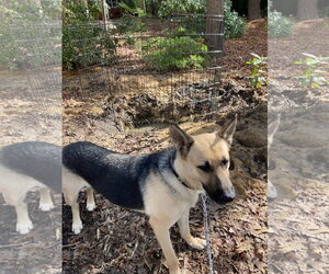 German Shepherd Dog Dogs for adoption in Holly Springs, NC, USA