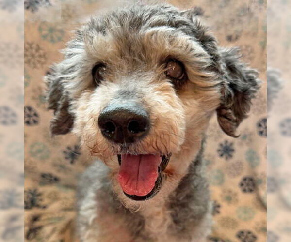 Medium Photo #17 Mutt Puppy For Sale in Arlington, VA, USA