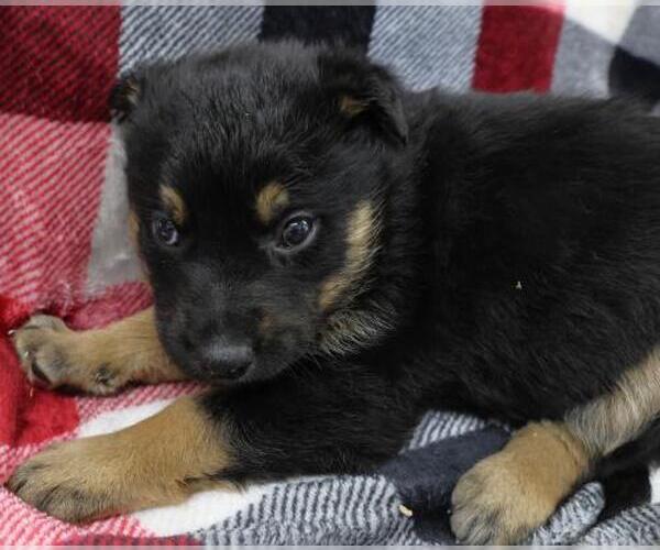 Medium Photo #1 Mutt Puppy For Sale in Thief River Falls, MN, USA