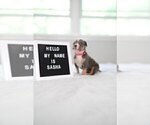 Small #40 American Pit Bull Terrier