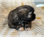 Small Photo #26 Poodle (Miniature)-Zuchon Mix Puppy For Sale in HTFD, CT, USA