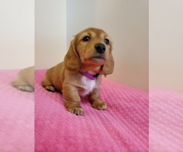 Medium Photo #4 Dachshund Puppy For Sale in CATAULA, GA, USA