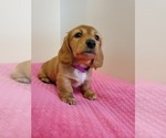 Small Photo #4 Dachshund Puppy For Sale in CATAULA, GA, USA