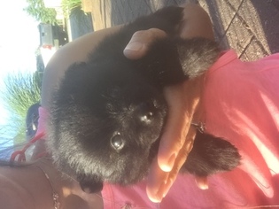 Pomeranian Puppy for sale in RICHMOND, IN, USA