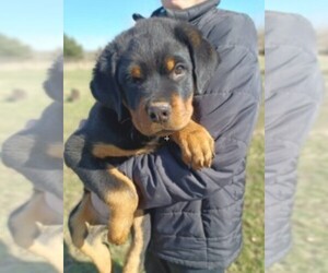 Rottweiler Puppy for sale in NILES, MI, USA