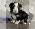Puppy Puppy 2 Yorkshire Terrier