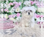 Small Photo #80 Maltese Puppy For Sale in HAYWARD, CA, USA