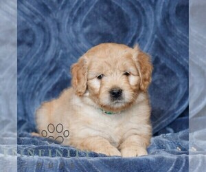 Goldendoodle (Miniature) Puppy for sale in NARVON, PA, USA