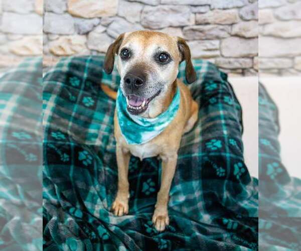 Medium Photo #6 Labbe Puppy For Sale in Kennesaw, GA, USA